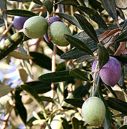 Olive oil for natural skin care and beauty