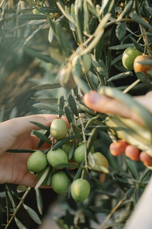 Olive oil for natural skin care and beauty