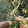 Olive oil for natural skin care and beauty