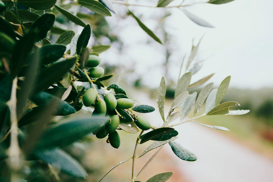 Why Extra Virgin Olive Oil Is More Than Just a Moisturiser