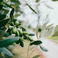 Why Extra Virgin Olive Oil Is More Than Just a Moisturiser